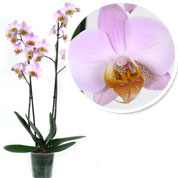 phalaenopsis rosea - c12